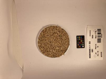 Click for 1 image(s) for this accession. SEED